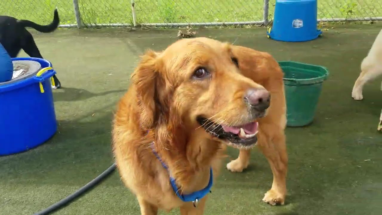 Playtime at Dogs On The Farm & Cats Too!
