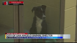San Angelo Animal Shelter Urgently Seeks Adopters to Prevent Euthanasia of Dogs