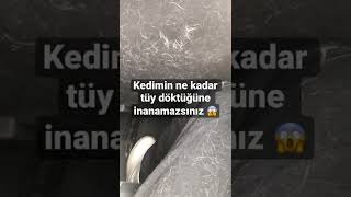 Kedimin döktüğü tüye bakın 😱 ne yapsak fayda etmiyor hep böyle…