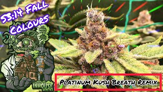 Seed to Harvest - In House Genetics