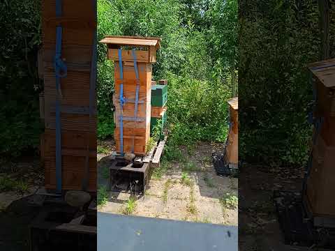 آموزشی حرفه ای کوچ جلوگیری با کوتاه کردن یکی از بالهای ملکه برگشت و دوره ۲۱ روزه قسمت۱