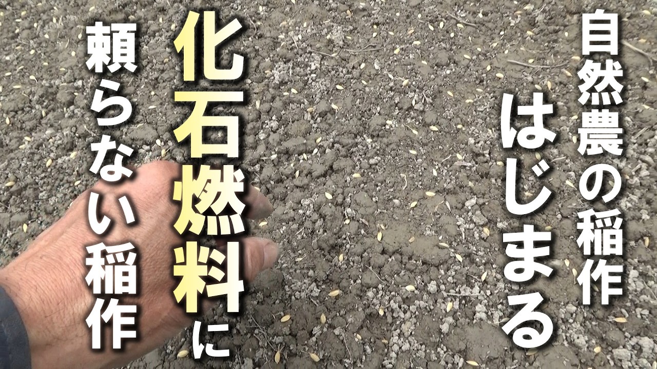 【自然農】化石燃料に頼らない「自然農」の稲作、はじまる　2026年4月24日【natural farming】