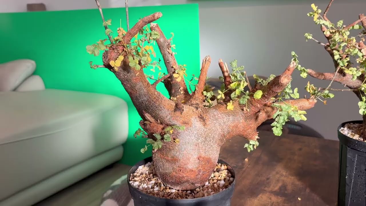 コミフォラ サクシコラ　販売中メルカリにて　#コミフォラ  #サクシコラ　#発根管理 