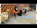 【犬の幼稚園】万代店🌼木曜日の幼稚園🌼