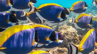 Aquarium 4K VIDEO (ULTRA HD) 🐠 Beautiful Coral Reef Fish - Relaxing Sleep Meditation Music #83