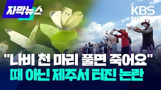 [자막뉴스] '나비 천 마리 풀면 죽어요' 때 아닌 제주서 터진 논란 / KBS 2024.05.23.