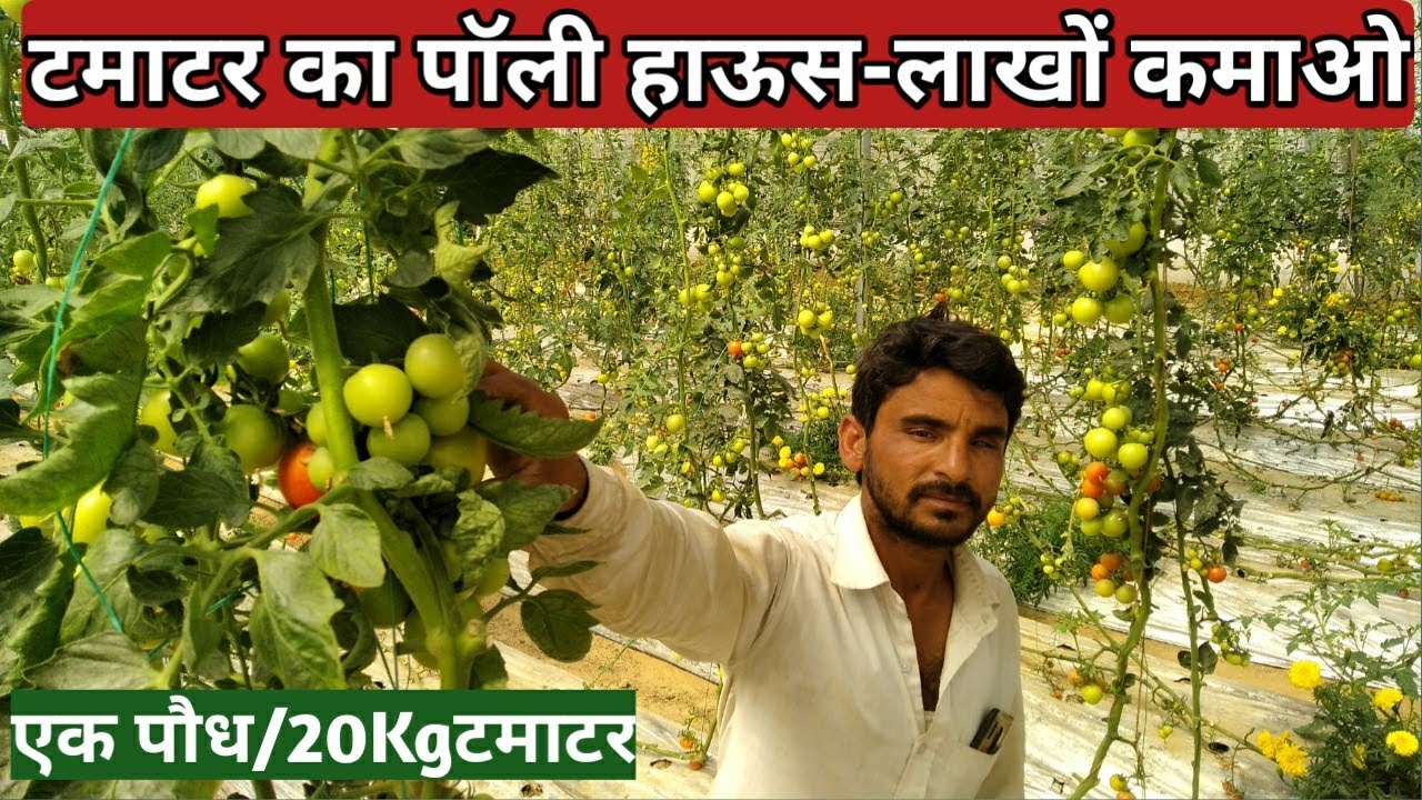 पॉली हाउस में करें टमाटर की खेती। Tomato farming in poly house