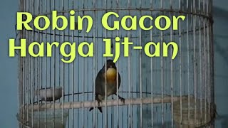 Burung Robin Gacor untuk Memancing Bunyi