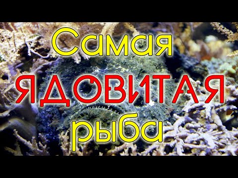 Самая ядовитая рыба на планете! Бородавчатка или рыба камень.