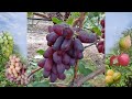 @Новый виноград УРУМ Балабанова  Отзыв о винограде