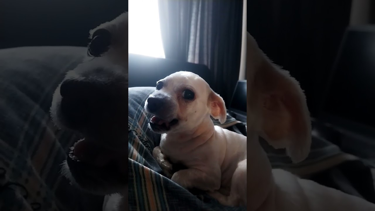 Проснулся,порычал и улыбнулся)) 