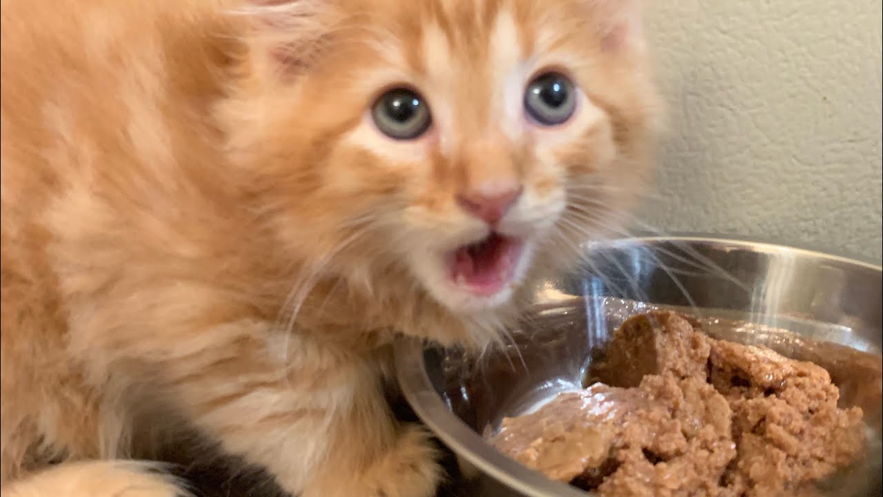Kittens Learn To Trust At Mealtime