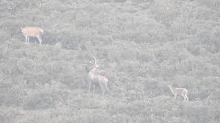 Berrea 2017. Ciervo berreando 3. Palombera DSCN3198
