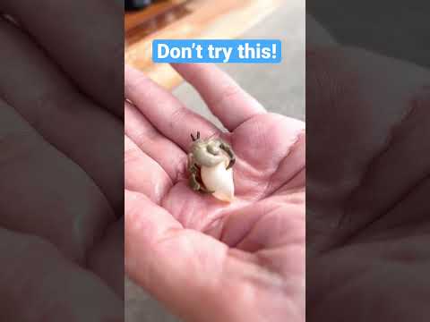Wideo: 100+ świetnych pomysłów na imiona kraba pustelnika (od bąbelków do fal)