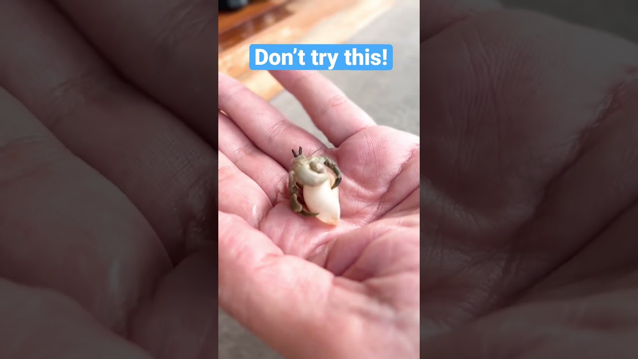 Cute Hermit Crab without shell!