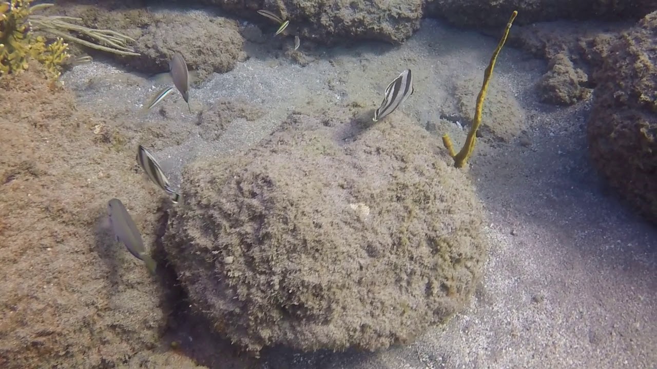 EXPLORANDO CARRIACOU. Pequeña isla de las Antillas menores del Caribe.