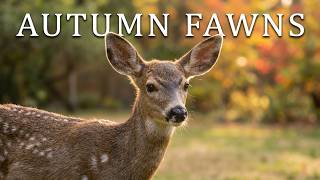 Watch These Curious Young Fawns Navigate Fall Together| 4K