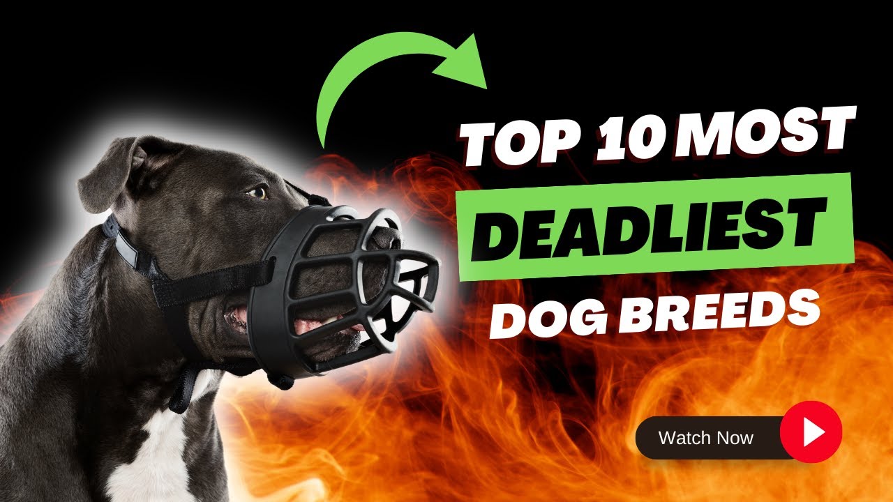 10 dangerous dog breeds in the world deadliest dog breeds Top 10