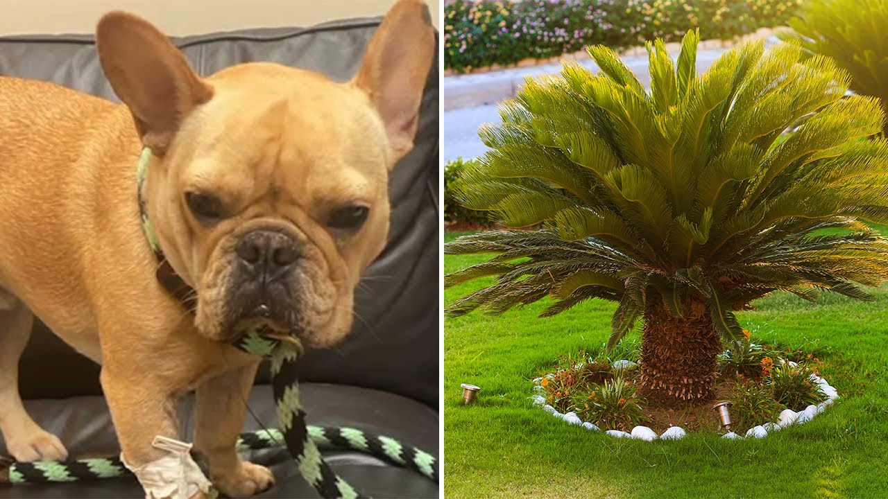 Neighbors come together after dog poisoned by Sago Palm