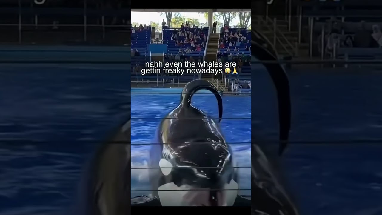 Freaky Whale Funny