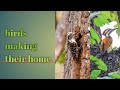 Birds making their home