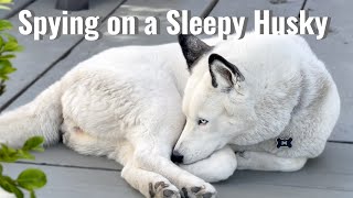 Spotted! BlackTipped Husky Caught Napping