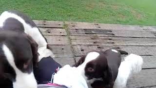 イングリッシュスプリンガースパニエルの子犬再び 両親ともども画像で紹介します ペットショップチロルの息子です イングリッシュスプリンガースパニエルの子犬再び 両親ともども画像で紹介します ペットショップチロルの息子です