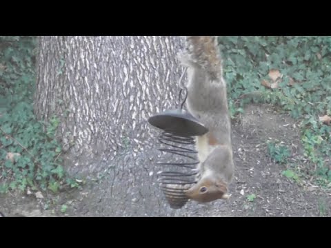Video: Gli scoiattoli mangeranno uova di uccelli?