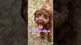 Cockapoo training fail #dog #puppy #cute #training #shorts
