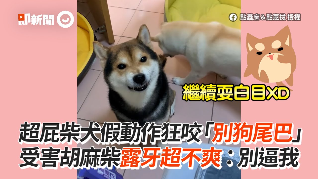 白目柴犬假動作狂咬尾巴受害胡麻柴露牙不爽 回頭趕走 小屁狗 寵物 Youtube 白目柴犬假動作狂咬尾巴受害胡麻柴露牙不爽 回頭趕走 小屁狗 寵物 Youtube