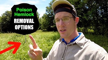 How to Get Rid of Poison Hemlock? 4 Options for Removal