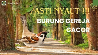 Top Masteran Gereja Tarung Ngeroll Abis Durasi Panjang Suara Jernih | Kicau Tembak