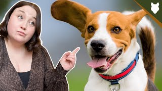5 Reasons You SHOULD NOT GET A BEAGLE!
