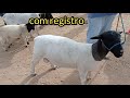 feira do bode em Santa Cruz do Capibaribe PE 14/12/2020