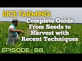 Rice farming complete guide from seeds to harvest with recent techniques essenceworld