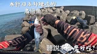每年夏天必報到的魚種.雖然不是很好吃.但他的身價卻不輸石斑.赤宗.黑格