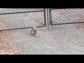 Bobcat vs. Rattlesnake