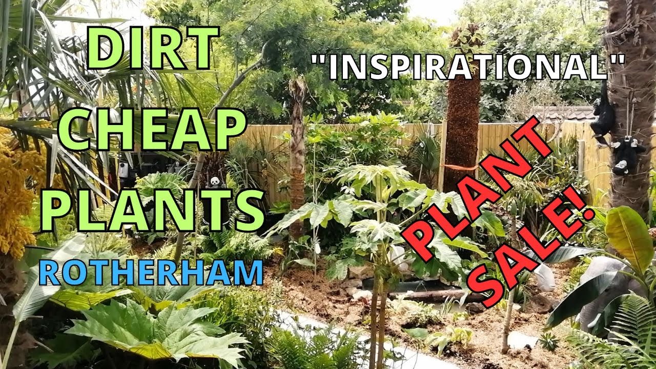 DIRT CHEAP PLANTS, Rotherham. PLANT SALE INSPIRATION! YouTube