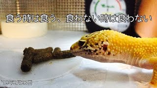 脱皮後のレオパの給餌 ［leopardgecko feeding］