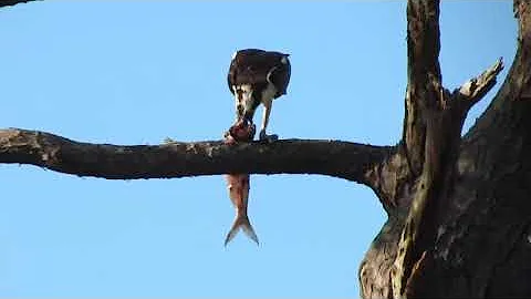 Palmer House NC Osprey for Lunch