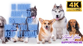 10 Home Adapted Breeds of Dogs You Can Keep at Home