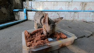 Poor kitten stay at pagoda with grandma by The Gohan And Cats 437 views 6 days ago 5 minutes, 14 seconds