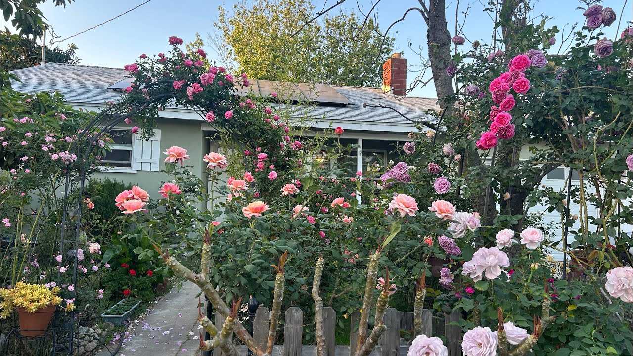 May 14, 2025 美到炸街的 #玫瑰花园 今天到达颜值顶峰 #巡园记 早晚都得巡#heavenonearth  #100rosesinarku #玫瑰的故事