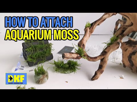 Attaching moss to wood, rocks and hard scape in Aquariums.