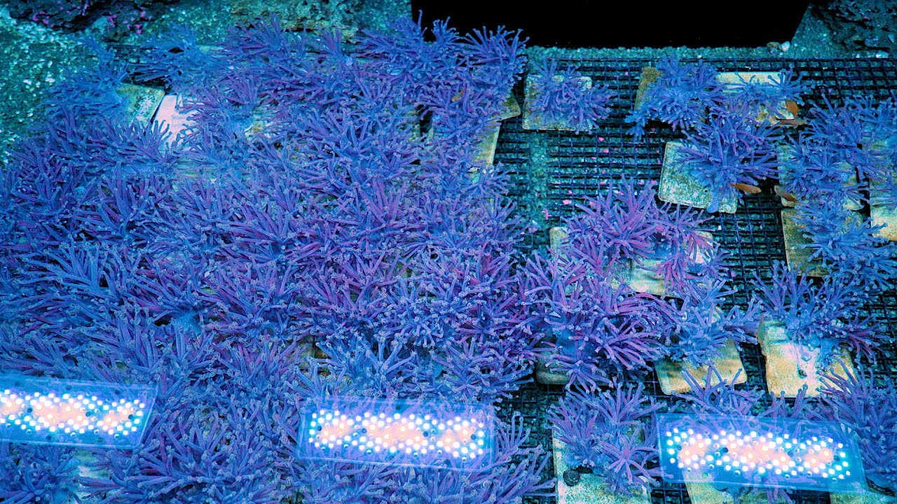 Stock Spotlight: ECC Starlight Cespitularia Frag