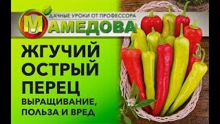 Жгучий ОСТРЫЙ ПЕРЕЦ 🔥 Выращивание, польза и вред.