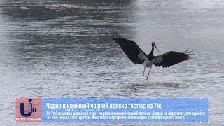 видео Чому лелека залишився зимувати на Закарпатті? Як йому допомогти?