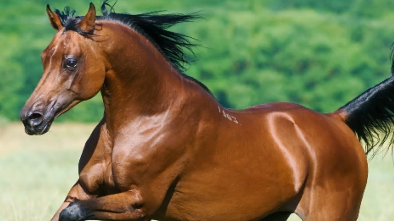 Barn Talk Vol#31  Raising Arabian Horses in West Covina