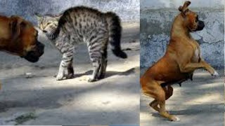 Funny Cat and Dog Videos 2022 || मजेदार बिल्ली और कुत्ते के वीडियो 2022 @amanthakur5402
