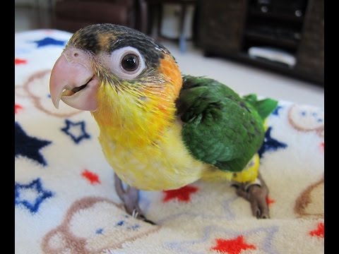 10 week old Baby White Bellied Caique Brothers 10 week old Baby White Bellied Caique Brothers